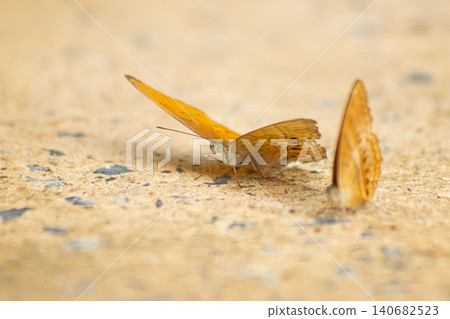 Butterfly orange insect wing sand macro nature wildlife, two butterflies resting on sunlit ground with shallow depth of field, delicate texture, calm mood Butterfly orange insect wing sand macro nature wildlife, two butterflies resting on sunlit ground with shallow depth of field, delicate texture, calm mood 140682523