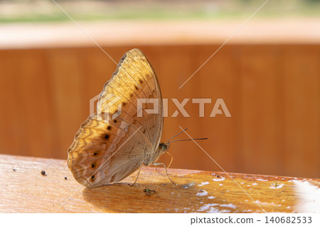 Butterfly insect wing antenna wood railing macro nature closeup of orange brown butterfly resting outdoors on wet timber, soft background, calm morning light, delicate wildlife detail Butterfly insect wing antenna wood railing macro nature closeup of orange brown butterfly resting outdoors on wet timber, soft background, calm morning light, delicate wildlife detail 140682533