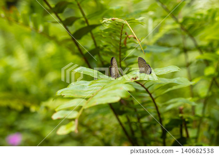 Butterfly leaf forest green insect nature wildlife macro on fresh foliage with two butterflies resting soft bokeh background calm spring habitat natural light Butterfly leaf forest green insect nature wildlife macro on fresh foliage with two butterflies resting soft bokeh background calm spring habitat natural light 140682538