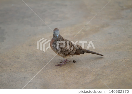 Dove bird on ground with striped feather, brown plumage, standing alone in outdoor scene, calm wildlife portrait Dove bird on ground with striped feather, brown plumage, standing alone in outdoor scene, calm wildlife portrait 140682570