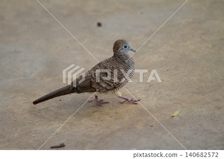 Zebra dove on concrete ground looking alert Zebra dove on concrete ground looking alert 140682572
