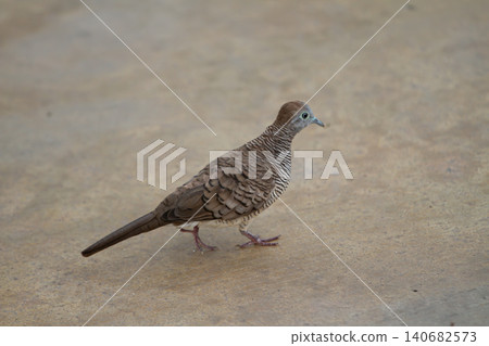Zebra dove walking on plain ground, brown bird with striped plumage and long tail in soft natural light Zebra dove walking on plain ground, brown bird with striped plumage and long tail in soft natural light 140682573
