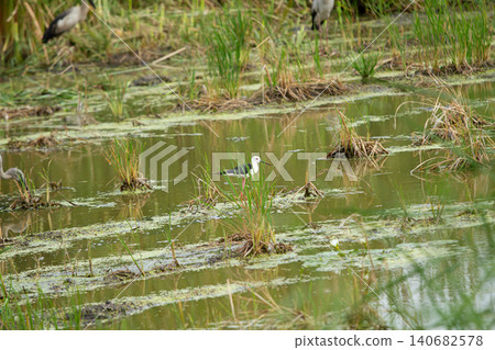 Wading bird in marsh wetland with green water and grass Wading bird in marsh wetland with green water and grass 140682578