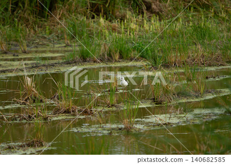Wetland bird in marsh water with grass and algae, small white bird standing in shallow marsh water among grass and algae 140682585