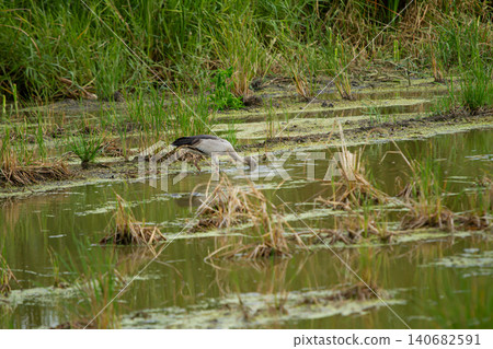 Wetland bird foraging in shallow marsh water, green grass and reeds reflect in muddy pond Wetland bird foraging in shallow marsh water, green grass and reeds reflect in muddy pond 140682591