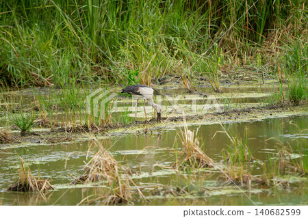Wetland bird foraging in marsh pond with tall grass and shallow water, natural habitat scene Wetland bird foraging in marsh pond with tall grass and shallow water, natural habitat scene 140682599