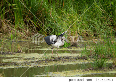 Wetland bird wading bird marsh bird standing bird white plumage black wing long leg green grass swamp water wild nature Wetland bird wading bird marsh bird standing bird white plumage black wing long leg green grass swamp water wild nature 140682604
