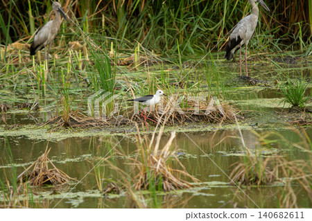 Wading bird in marsh wetland with tall grass and calm water 140682611