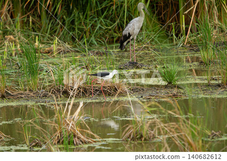 Wetland bird marsh bird shallow water grass reed wading bird pond wildlife nature outdoor Wetland bird marsh bird shallow water grass reed wading bird pond wildlife nature outdoor 140682612