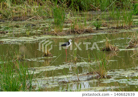 Wading bird in marsh wetland with tall grass and calm water 140682639