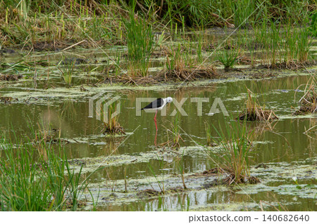 Wetland bird standing in marsh water with tall grass and green algae in natural habitat Wetland bird standing in marsh water with tall grass and green algae in natural habitat 140682640