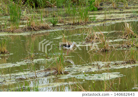 Wetland bird standing in shallow marsh water among grass and algae, calm natural habitat with reflection Wetland bird standing in shallow marsh water among grass and algae, calm natural habitat with reflection 140682643