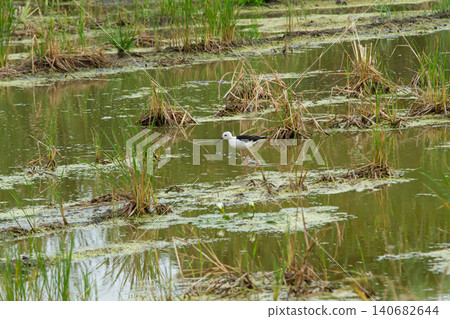 Bird, wetland, marsh, pond, water, grass 140682644