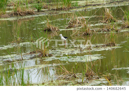 Wetland bird standing in shallow marsh water with reed clump and floating algae in calm natural habitat Wetland bird standing in shallow marsh water with reed clump and floating algae in calm natural habitat 140682645