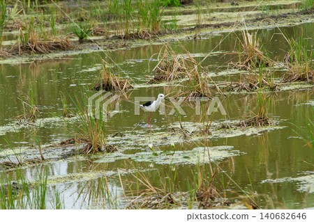 Wetland bird standing in shallow marsh water among grass and algae, peaceful natural habitat scene Wetland bird standing in shallow marsh water among grass and algae, peaceful natural habitat scene 140682646