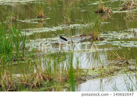 Wetland bird in marsh water with grass and algae 140682647