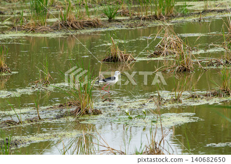 Wading bird in marsh pond with reeds and algae Wading bird in marsh pond with reeds and algae 140682650