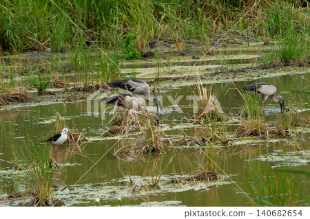 Wetland bird shallow water marsh grass wild bird aquatic habitat standing water feeding bird natural habitat water plant reed bed Wetland bird shallow water marsh grass wild bird aquatic habitat standing water feeding bird natural habitat water plant reed bed 140682654