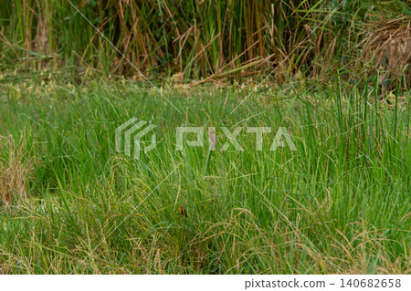 Green grass wetland marsh reed field natural meadow vegetation water plant landscape habitat ecology environment growth outdoor Green grass wetland marsh reed field natural meadow vegetation water plant landscape habitat ecology environment growth outdoor 140682658