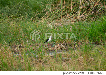 Bird in wetland grass, white and black bird standing in marsh grass Bird in wetland grass, white and black bird standing in marsh grass 140682666