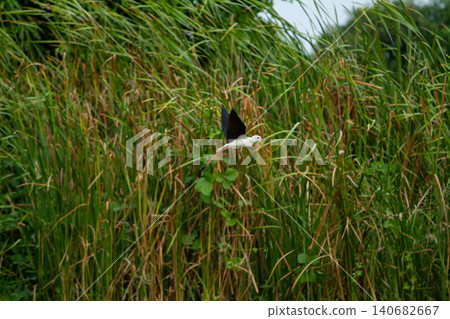 Bird flight over tall grass, wetland habitat with white bird and dark wing in natural marsh landscape Bird flight over tall grass, wetland habitat with white bird and dark wing in natural marsh landscape 140682667
