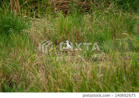 White bird in tall green grass, wild wetland habitat, natural camouflage, quiet marsh scene White bird in tall green grass, wild wetland habitat, natural camouflage, quiet marsh scene 140682675