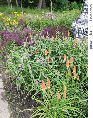 Kniphofia bud Orange Torch Lily with Salvia Flowers on Background of Summer Garden. Red Hot Poker Uvaria plant Kniphofia bud Orange Torch Lily with Salvia Flowers on Background of Summer Garden. Red Hot Poker Uvaria plant 140682689
