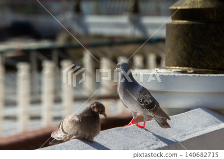 Pigeon bird rooftop city urban pair sunlight perch, two gray pigeons resting on roof edge with soft bokeh background, calm wildlife in street scene quiet Pigeon bird rooftop city urban pair sunlight perch, two gray pigeons resting on roof edge with soft bokeh background, calm wildlife in street scene quiet 140682715