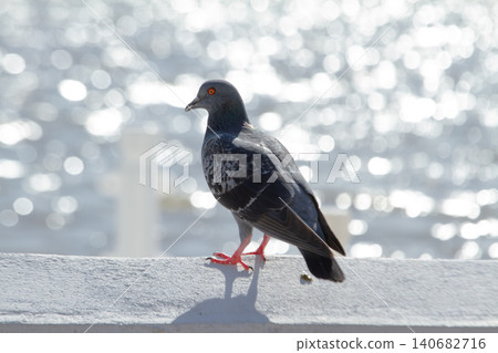 Pigeon bird wildlife perched waterfront bokeh, urban rock dove standing on concrete ledge beside shimmering water, red foot in sunlight, bright defocused background, calm alert profile Pigeon bird wildlife perched waterfront bokeh, urban rock dove standing on concrete ledge beside shimmering water, red foot in sunlight, bright defocused background, calm alert profile 140682716
