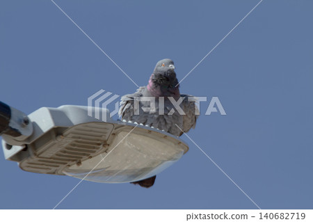 Pigeon bird streetlight lamp urban sky blue perch, calm city wildlife resting on modern street lamp against clear daylight sky with copy space for nature and infrastructure concept 140682719