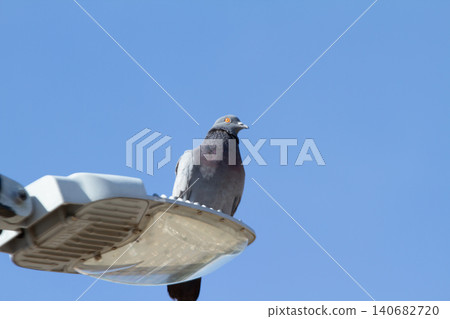 Pigeon bird streetlight lamp urban sky perch wildlife, gray rock dove standing on outdoor lighting fixture under clear blue background, calm city nature scene with copy space Pigeon bird streetlight lamp urban sky perch wildlife, gray rock dove standing on outdoor lighting fixture under clear blue background, calm city nature scene with copy space 140682720
