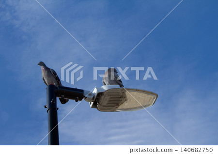 Streetlight bird pigeon lamp post sky blue cloud Perched birds rest on modern outdoor light fixture against clear daylight, calm urban wildlife moment with copy space Streetlight bird pigeon lamp post sky blue cloud Perched birds rest on modern outdoor light fixture against clear daylight, calm urban wildlife moment with copy space 140682750