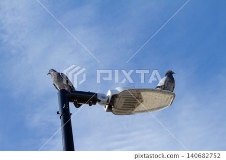 Pigeon bird streetlight lamp pole sky blue urban scene with two gray pigeon on modern street lamp, facing opposite direction under clear daylight, minimal city wildlife concept Pigeon bird streetlight lamp pole sky blue urban scene with two gray pigeon on modern street lamp, facing opposite direction under clear daylight, minimal city wildlife concept 140682752