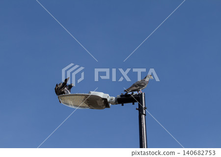 Pigeon streetlight lamp post sky bird city perch, pair resting on lighting fixture atop pole against clear blue background, quiet urban wildlife scene, copy space 140682753