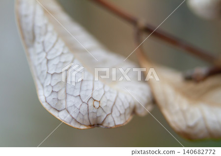 Dried leaf macro close up vein texture translucent papery detail on delicate plant fragment, soft bokeh background, natural pattern for botanical design, calm autumn mood Dried leaf macro close up vein texture translucent papery detail on delicate plant fragment, soft bokeh background, natural pattern for botanical design, calm autumn mood 140682772
