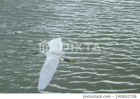 White egret bird flight water lake ripple gliding, long wing span above gray surface, tranquil nature scene, wildlife outdoor background, minimal composition White egret bird flight water lake ripple gliding, long wing span above gray surface, tranquil nature scene, wildlife outdoor background, minimal composition 140682786