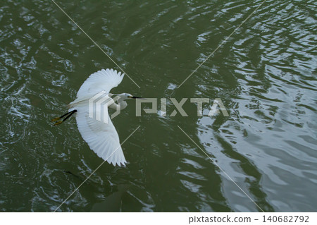 Egret bird flight white wing water ripple over green river surface, graceful wading bird soaring low above shimmering water, single animal in midair, calm outdoor scene Egret bird flight white wing water ripple over green river surface, graceful wading bird soaring low above shimmering water, single animal in midair, calm outdoor scene 140682792
