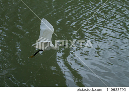 Egret bird flight water lake reflection wing nature, white wading bird gliding low above rippled green surface, calm wildlife scene with wide copy space and natural motion Egret bird flight water lake reflection wing nature, white wading bird gliding low above rippled green surface, calm wildlife scene with wide copy space and natural motion 140682793