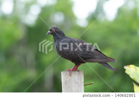 Pigeon bird black perch post wildlife outdoor nature, closeup of single dark pigeon standing on wooden stake with soft green bokeh background, calm scene 140682801