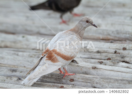 Pigeon dove bird feather plumage white brown wooden platform, closeup wildlife portrait on weathered board with soft background, calm urban nature scene Pigeon dove bird feather plumage white brown wooden platform, closeup wildlife portrait on weathered board with soft background, calm urban nature scene 140682802