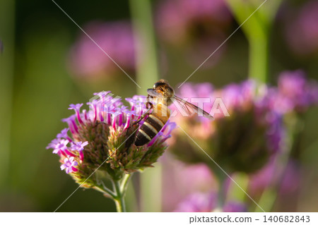 Honey bee on purple flower in garden, pollination scene with blurred green background and soft sunlight Honey bee on purple flower in garden, pollination scene with blurred green background and soft sunlight 140682843
