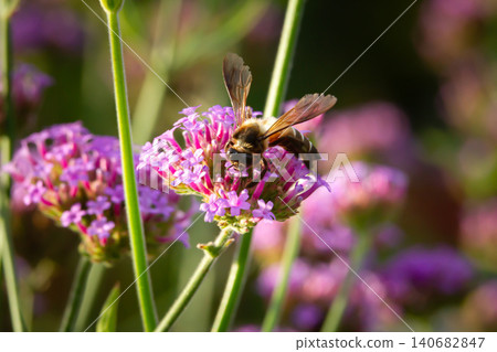 Bee on purple flower in garden with soft bokeh and natural light Bee on purple flower in garden with soft bokeh and natural light 140682847
