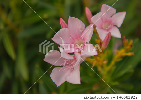 Oleander pink flower blossom macro closeup soft focus botanical nature garden petal bloom with green foliage background, gentle spring mood, natural light, copy space Oleander pink flower blossom macro closeup soft focus botanical nature garden petal bloom with green foliage background, gentle spring mood, natural light, copy space 140682922