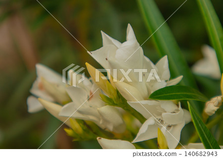White flower bud leaf garden closeup spring nature with creamy petals and fresh greenery, gentle mood, soft bokeh background, outdoor botanical detail for design White flower bud leaf garden closeup spring nature with creamy petals and fresh greenery, gentle mood, soft bokeh background, outdoor botanical detail for design 140682943