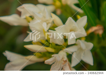 White flower blossom petal bud green foliage macro soft focus bokeh garden closeup with delicate creamy blooms and fresh leaves, natural background, outdoor botanical detail 140682944