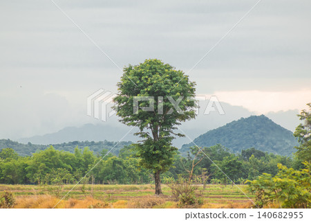 Lone tree rural landscape mountain forest meadow cloudy sky horizon with solitary green canopy above dry farmland, distant hill and misty mountain range under overcast light, calm nature scene 140682955
