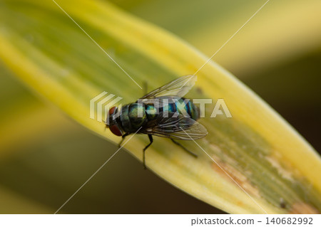 Fly insect blowfly macro leaf green metallic wing closeup nature scene, iridescent striped body resting on yellow plant blade with soft bokeh background and calm mood Fly insect blowfly macro leaf green metallic wing closeup nature scene, iridescent striped body resting on yellow plant blade with soft bokeh background and calm mood 140682992