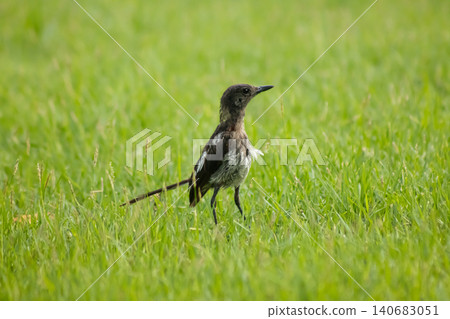 Small bird standing in green grass field, wildlife nature scene Small bird standing in green grass field, wildlife nature scene 140683051