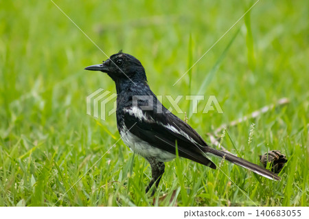 Black bird in green grass, wild bird standing on lawn with long tail and white wing patch, natural outdoor scene Black bird in green grass, wild bird standing on lawn with long tail and white wing patch, natural outdoor scene 140683055