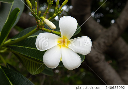 White plumeria flower with yellow center on green branch and blurred tropical garden background, calm natural bloom White plumeria flower with yellow center on green branch and blurred tropical garden background, calm natural bloom 140683092